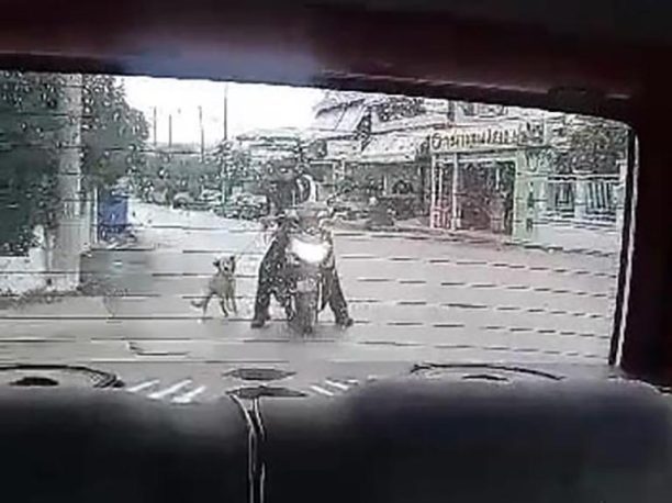 Καταδικάστηκε με αναστολή άνδρας που έσερνε σκύλο στην άσφαλτο στην Οβρυά Αχαΐας το 2020 (βίντεο)