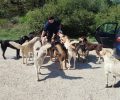 Πρέβεζα: Αναζητούν αδέσποτα που φρόντιζαν και μυστηριωδώς εξαφανίζονται