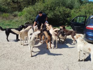 Πρέβεζα: Αναζητούν αδέσποτα που φρόντιζαν και μυστηριωδώς εξαφανίζονται