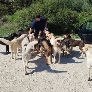 Πρέβεζα: Αναζητούν αδέσποτα που φρόντιζαν και μυστηριωδώς εξαφανίζονται 3 PrevezaAdespotaSkylia16 9 2025