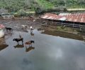 Πρέβεζα: Ζώα σε άθλιες συνθήκες εγκλωβισμένα ανάμεσα σε τσίγκους, νερά και βούρκο σε Στρογγυλή, Πέτρα και αλλού  (βίντεο)