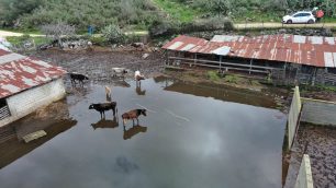 Πρέβεζα: Ζώα σε άθλιες συνθήκες εγκλωβισμένα ανάμεσα σε τσίγκους, νερά και βούρκο σε Στρογγυλή, Πέτρα και αλλού  (βίντεο)
