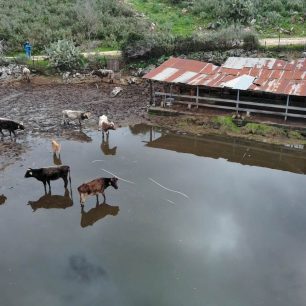 Πρέβεζα: Ζώα σε άθλιες συνθήκες εγκλωβισμένα ανάμεσα σε τσίγκους, νερά και βούρκο σε Στρογγυλή, Πέτρα και αλλού (βίντεο) 2 PrevezaStrogyliAgeladesPlymirismeniStani8 2 2026 1