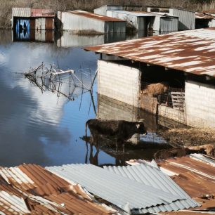 Πρέβεζα: Ζώα σε άθλιες συνθήκες εγκλωβισμένα ανάμεσα σε τσίγκους, νερά και βούρκο σε Στρογγυλή, Πέτρα και αλλού (βίντεο) 1 PrevezaStrogyliAgeladesPlymirismeniStani8 2 2026 2