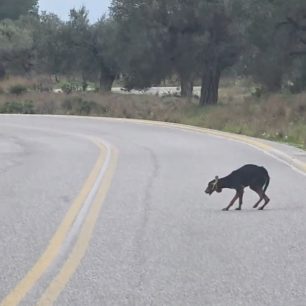 RodosSkeletomenosSkylos5 2 2026