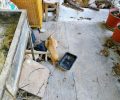 Σαλαμίνα: Επτά γάτες και μια αλεπού δολοφονημένες με φόλες