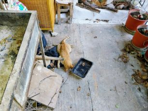 Σαλαμίνα: Επτά γάτες και μια αλεπού δολοφονημένες με φόλες