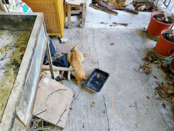 Σαλαμίνα: Επτά γάτες και μια αλεπού δολοφονημένες με φόλες