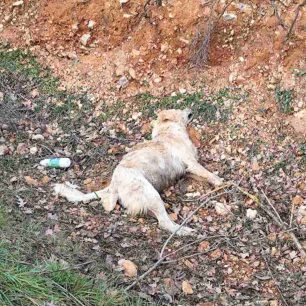Σιάτιστα Κοζάνης: Έριξε φόλες και δολοφόνησε ζώα 4 SiatistaKozanisDilitiriasmenaSkylia3 2 2026 2
