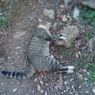Σιάτιστα Κοζάνης: Έριξε φόλες και δολοφόνησε ζώα 1 SiatistaKozanisDilitiriasmeniGata3 2 2026 1