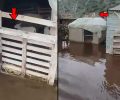 Βίγλα Άρτας: Αιγοπρόβατα έγκλειστα σε στάνες – παραπήγματα πλημμυρισμένες από το νερό (βίντεο)