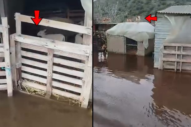 Βίγλα Άρτας: Αιγοπρόβατα έγκλειστα σε στάνες – παραπήγματα πλημμυρισμένες από το νερό (βίντεο)