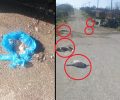 Σκόρπισε θάνατο και λύπη στο χωριό Χαρά Λάρισας δολοφονώντας σκυλιά με φόλες (βίντεο)