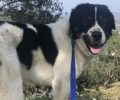 11-5-2026 η δίκη ανιψιού και θείας που πυροβόλησαν και σκότωσαν τον σκύλο τους στη Ζάκυνθο