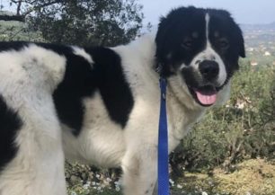 11-1-2027 η δίκη ανιψιού και θείας που πυροβόλησαν με κυνηγετικό όπλο και σκότωσαν τον σκύλο τους στη Ζάκυνθο το 2023