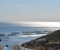 «Ακταία»: Όσα δεν μας λένε για τις ιχθυοκαλλιέργειες (βίντεο)