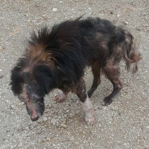 Έγινε καλά και χρειάζεται σπιτικό ο σκύλος που τον κακοποιούσε κτηνοτρόφος στην Ανάβυσσο Αττικής (βίντεο) 4 AnavyssosAttikisVareloskyloDIKEPAZ19 3 2026 1 1