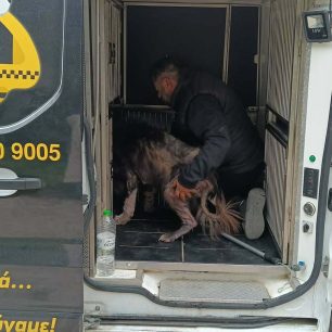 Έγινε καλά και χρειάζεται σπιτικό ο σκύλος που τον κακοποιούσε κτηνοτρόφος στην Ανάβυσσο Αττικής (βίντεο) 6 AnavyssosAttikisVareloskyloDIKEPAZ19 3 2026 12