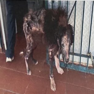 Έγινε καλά και χρειάζεται σπιτικό ο σκύλος που τον κακοποιούσε κτηνοτρόφος στην Ανάβυσσο Αττικής (βίντεο) 8 AnavyssosAttikisVareloskyloDIKEPAZ19 3 2026 2