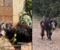 Αναζητούν χώρο φιλοξενίας στη Σαρωνίδα Αττικής για φροντίδα σκύλου που αναρρώνει μετά την κακοποίηση του από κτηνοτρόφο (βίντεο)