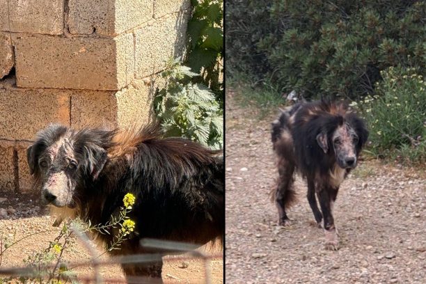Αναζητούν χώρο φιλοξενίας στη Σαρωνίδα Αττικής για φροντίδα σκύλου που αναρρώνει μετά την κακοποίηση του από κτηνοτρόφο (βίντεο)