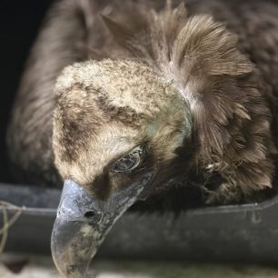 Ανύπαρκτη αντίδραση από το κατ’ όνομα Υπουργείο Περιβάλλοντος παρά τους πολλούς δολοφονημένους Μαυρόγυπες με φόλες στον Έβρο 17 EvrosDadiaMavrogypasDilitiriasmenos18 3 2026 2