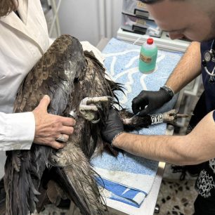Ανύπαρκτη αντίδραση από το κατ’ όνομα Υπουργείο Περιβάλλοντος παρά τους πολλούς δολοφονημένους Μαυρόγυπες με φόλες στον Έβρο 13 EvrosDadiaMavrogypasDilitiriasmenos18 3 2026 5