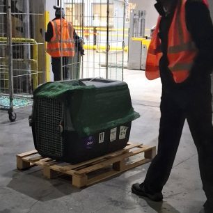 Στην ΑΝΙΜΑ φροντίζουν δηλητηριασμένο από φόλα Μαυρόγυπα που βρέθηκε στο Δάσος Δαδιάς στον Έβρο 2 EvrosDadiaMavrogypasDilitiriasmenos18 3 2026 9