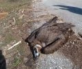 Έβρος: Δύο μαυρόγυπες και ένας λύκος πιθανότατα δηλητηριασμένοι από φόλες εντός Εθνικού Πάρκου Δάσους Δαδιάς-Λευκίμης- Σουφλίου