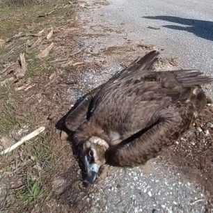 Ανύπαρκτη αντίδραση από το κατ’ όνομα Υπουργείο Περιβάλλοντος παρά τους πολλούς δολοφονημένους Μαυρόγυπες με φόλες στον Έβρο 16 EvrosNekrosMavrogypasDilitiriasmenos11 3 2026 1