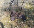 Έβρος: 11 μέχρι τώρα δηλητηριασμένοι από φόλες Μαυρόγυπες στο Δάσος Δαδιάς - Δολοφονημένα και άλλα ζώα