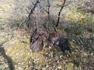 Έβρος: 11 μέχρι τώρα δηλητηριασμένοι από φόλες Μαυρόγυπες στο Δάσος Δαδιάς - Δολοφονημένα και άλλα ζώα
