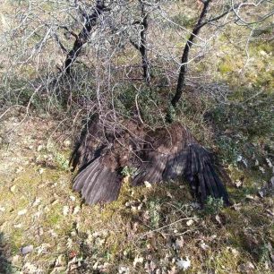Ανύπαρκτη αντίδραση από το κατ’ όνομα Υπουργείο Περιβάλλοντος παρά τους πολλούς δολοφονημένους Μαυρόγυπες με φόλες στον Έβρο 6 EvrosNekrosMavrogypasDilitiriasmenos3 2026 2