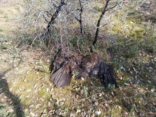 Έβρος: 11 μέχρι τώρα δηλητηριασμένοι από φόλες Μαυρόγυπες στο Δάσος Δαδιάς - Δολοφονημένα και άλλα ζώα