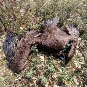 Ανύπαρκτη αντίδραση από το κατ’ όνομα Υπουργείο Περιβάλλοντος παρά τους πολλούς δολοφονημένους Μαυρόγυπες με φόλες στον Έβρο 5 EvrosNekrosMavrogypasDilitiriasmenos3 2026 3