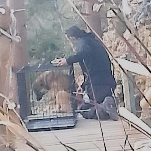 Φυλή Αττικής: Έπιασαν διακινδυνεύοντας τον σκύλο που άνδρας πέταξε στη Χασιά (βίντεο) 3 FyliAttikisXasiaPetaxeSkylo14 3 2026 1