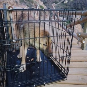Φυλή Αττικής: Έπιασαν διακινδυνεύοντας τον σκύλο που άνδρας πέταξε στη Χασιά (βίντεο) 4 FyliAttikisXasiaPetaxeSkylo14 3 2026 2