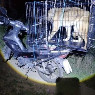 Φυλή Αττικής: Έπιασαν διακινδυνεύοντας τον σκύλο που άνδρας πέταξε στη Χασιά (βίντεο) 5 FyliAttikisXasiaPetaxeSkylo14 3 2026 3