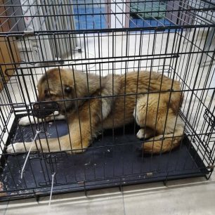 Φυλή Αττικής: Έπιασαν διακινδυνεύοντας τον σκύλο που άνδρας πέταξε στη Χασιά (βίντεο) 6 FyliAttikisXasiaPetaxeSkylo14 3 2026 5
