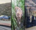 Φυλή Αττικής: Έπιασαν διακινδυνεύοντας τον σκύλο που άνδρας πέταξε στη Χασιά (βίντεο)