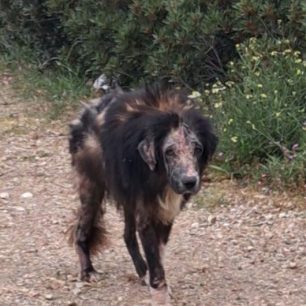 Έγινε καλά και χρειάζεται σπιτικό ο σκύλος που τον κακοποιούσε κτηνοτρόφος στην Ανάβυσσο Αττικής (βίντεο) 3 KalyviaThorikouAttikisVareloskyloArrosto18 3 2026 1