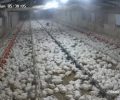 Κούρεντα Ιωαννίνων: Δείτε πως αντέδρασαν οι κότες την ώρα του σεισμού (βίντεο)