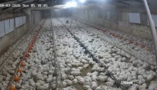Κούρεντα Ιωαννίνων: Δείτε πως αντέδρασαν οι κότες την ώρα του σεισμού (βίντεο)