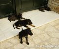 Οδηγίες στους Δήμους για τη μια επιτρεπόμενη γέννα ανά ιδιόκτητο σκύλο/γάτα δίνει το Υπ. Εσωτερικών και η Ειδική Γραμματεία μέσω εγκυκλίου