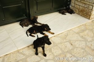 Οδηγίες στους Δήμους για τη μια επιτρεπόμενη γέννα ανά ιδιόκτητο σκύλο/γάτα δίνει το Υπ. Εσωτερικών και η Ειδική Γραμματεία μέσω εγκυκλίου