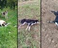 Με φόλες δολοφόνησε σκυλιά στα Κρητικά Αρχαίας Κορίνθου (βίντεο)
