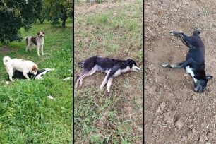 Με φόλες δολοφόνησε σκυλιά στα Κρητικά Αρχαίας Κορίνθου (βίντεο)