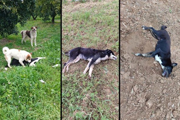 Με φόλες δολοφόνησε σκυλιά στα Κρητικά Αρχαίας Κορίνθου (βίντεο)
