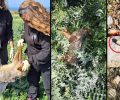 Λακωνία: Δηλητηριασμένη αλεπού και τσακάλι και φόλα υδροκυανίου εντός περιοχής NATURA στη Νεάπολη Βοιών