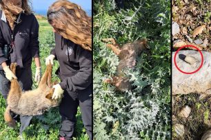 Λακωνία: Δηλητηριασμένη αλεπού και τσακάλι και φόλα υδροκυανίου εντός περιοχής NATURA στη Νεάπολη Βοιών